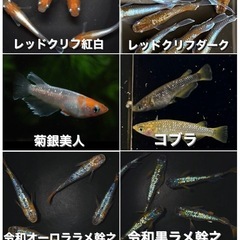 コレモおおむら 500円　メダカ即売会
