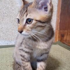 『決定しました！』多頭飼い崩壊寸前です！