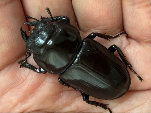 ◆国産オオクワガタ「機龍」♂♀ペア　レッドアイ　赤眼　新成虫◆