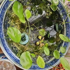 メダカ水草