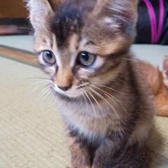 多頭飼い崩壊寸前です！Part2