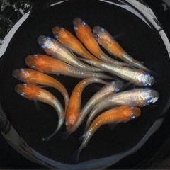 ⭐️紅白ラメ体外光メダカ⭐️   12匹