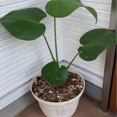 観葉植物　モンステラ