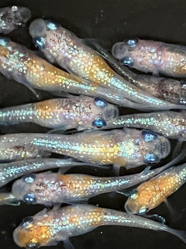 (決まりました)[上物]桜餅メダカ　若魚　２０匹