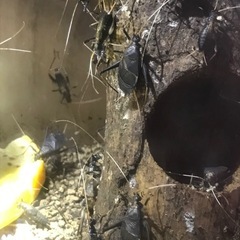 スズムシ 差し上げます