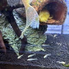 アルビノロングフィンブッシープレコ稚魚3匹の画像