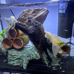 アルビノロングフィンブッシープレコ稚魚3匹