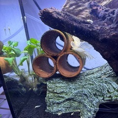 アルビノロングフィンブッシープレコ稚魚3匹の画像