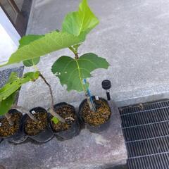 いちじく苗　6本の画像