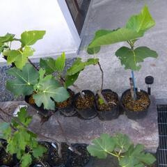 いちじく苗　6本の画像