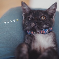 幸せを運ぶために生まれてきたボク。