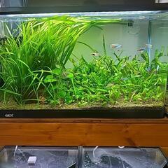 【水草】バリスネリアスピラリス　(水中葉)(無農薬)　大量の画像