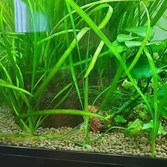 【水草】バリスネリアスピラリス　(水中葉)(無農薬)　大量の画像