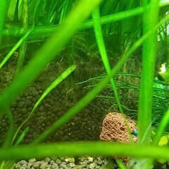 【水草】バリスネリアスピラリス　(水中葉)(無農薬)　大量の画像