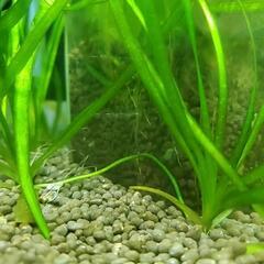 【水草】バリスネリアスピラリス　(水中葉)(無農薬)　大量の画像