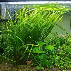 【水草】バリスネリアスピラリス　(水中葉)(無農薬)　大量