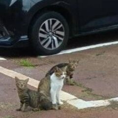 【この募集については終了です。ご検討いただいた皆様、ありがとうございました】交渉中のため、一時受付を止めます。(子猫２匹は行き先が決まりました→今、二人目の方と調整中です。)【分水】母猫１匹、雄猫１匹、１歳程度が１匹 - 里親募集