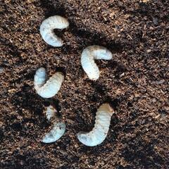 国産カブトムシの幼虫　5匹