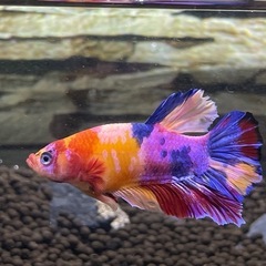ベタ　ニモ　キャンディ　プラガット　熱帯魚
