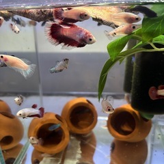 ベタ稚魚3匹