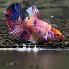 ベタ　ニモ　キャンディ　プラガット　　熱帯魚