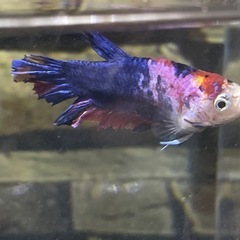 ベタ　ニモ　キャンディ　プラガット　熱帯魚