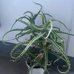 アロエの鉢