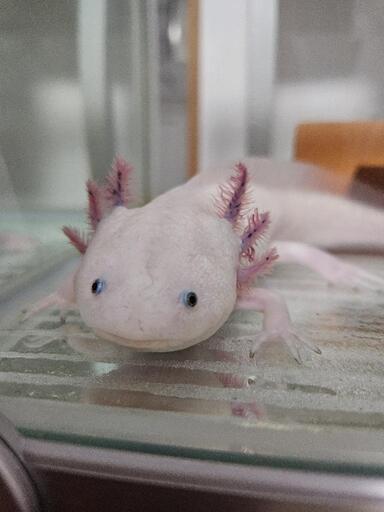 ウーパールーパー