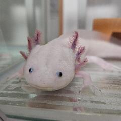 ウーパールーパー