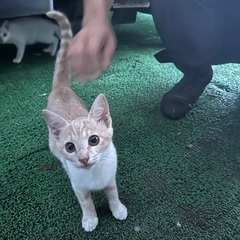 薄茶でかわいい茶白ちゃんの里親探してます