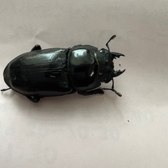 能勢産 YG血統 オオクワガタ ♀　単 発送対応可能