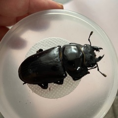 能勢産 YG血統 オオクワガタ ♀　単 発送対応可能の画像