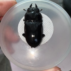 能勢産 YG血統 オオクワガタ ♀　単 発送対応可能の画像