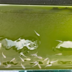 青メダカ1匹あたり50円の画像