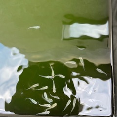 青メダカ1匹あたり50円の画像
