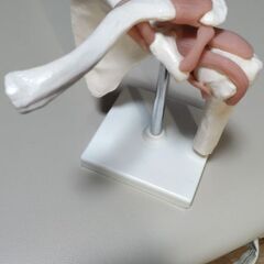 左肩関節の模型の画像