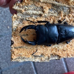 オオクワガタ　滋賀県産　♂1♀2 発送対応