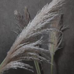 ドライフラワー、パンパスグラス、インテリア雑貨の画像