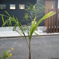 クイーンパーム（ジョオウヤシ）鉢植えの画像
