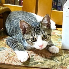 可愛い　子猫の里親募集