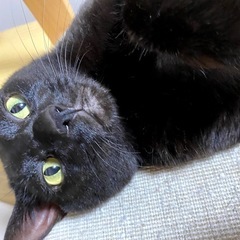 甘えん坊の黒猫