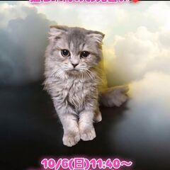 10/6(日)譲渡会。生後４か月スコティッシュフォールド♂(⋈◍...