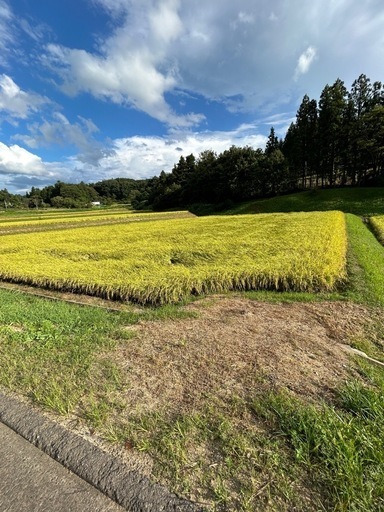 令和6年度産　予約（9月末まて）　福島産コシヒカリ　玄米　30kg