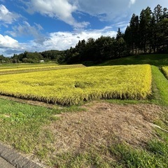令和6年度産　予約（9月末まて）　福島産コシヒカリ　玄米　30kg　