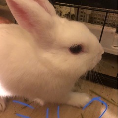 ミルク色した男の子です