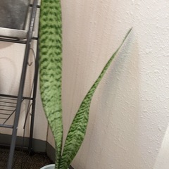 サンスベリア