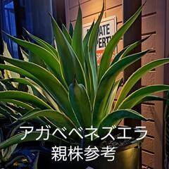アガベ ベネズエラ 画像株現物です。の画像