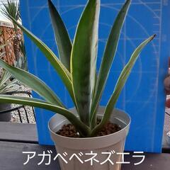 アガベ ベネズエラ 画像株現物です。