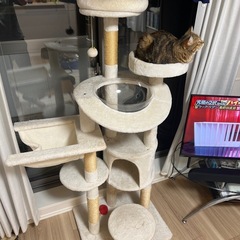 (確定)キャットタワーの画像