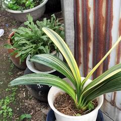 観葉植物